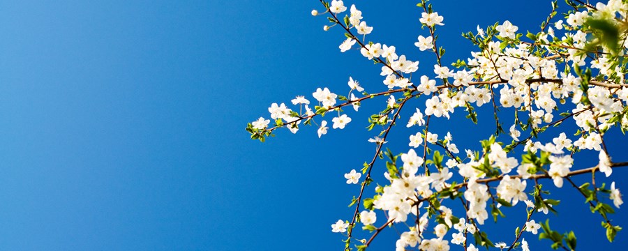 Træ i blomst mod en blå himmel