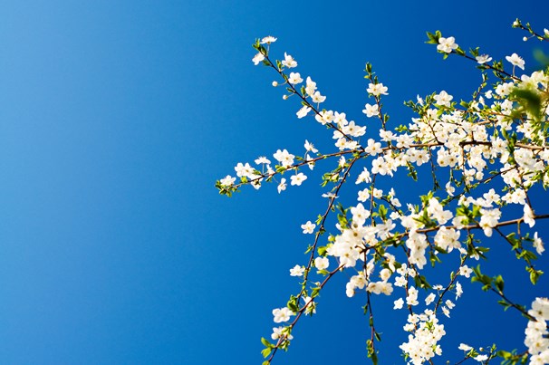Blå himmel og træ i blomst